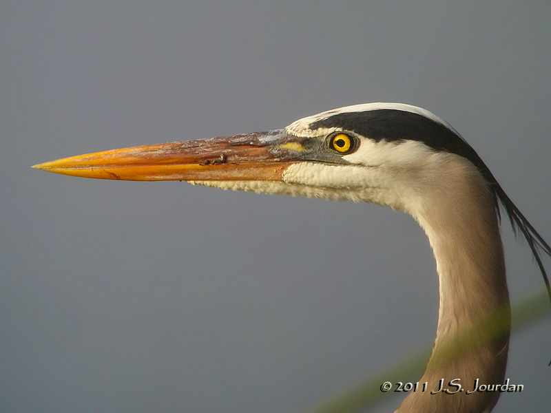 GreatBlueHeron5292b.jpg