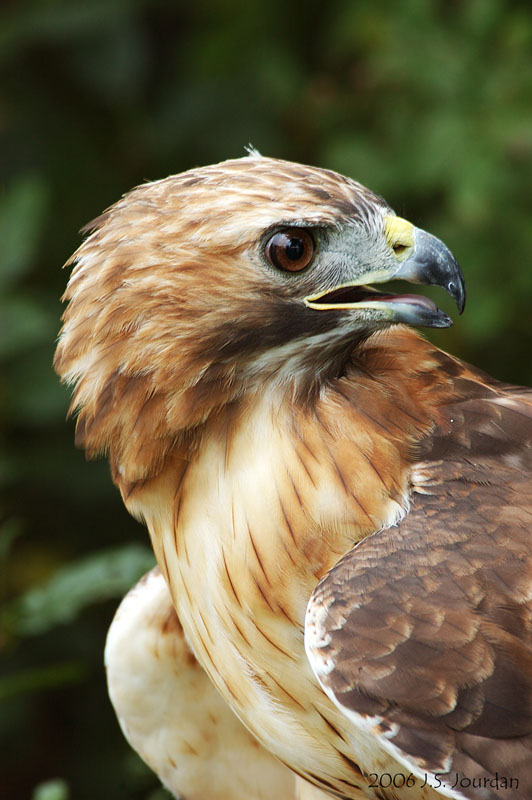 Red-tailedHawk7462b.jpg