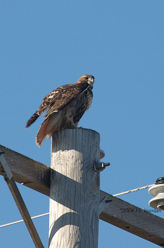 Redtailhawk7944b.jpg