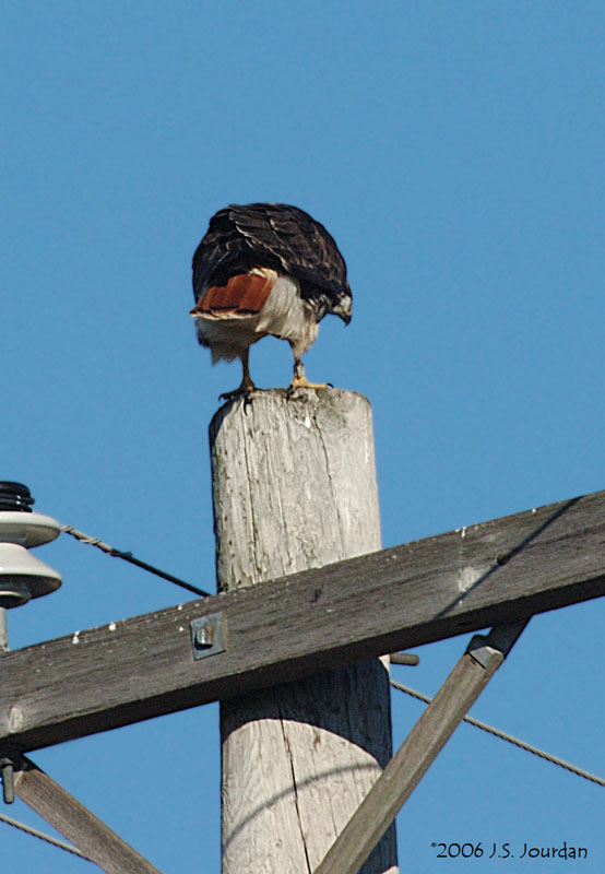 Redtailhawk7953b.jpg