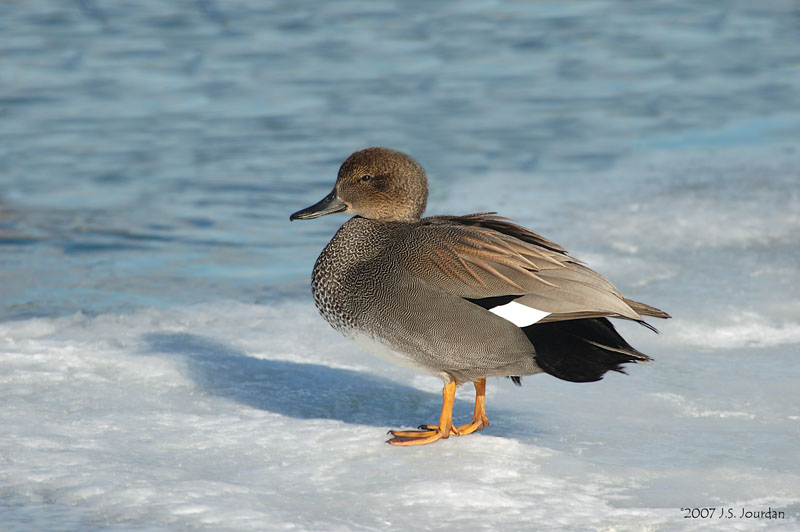 Gadwall9002b.jpg