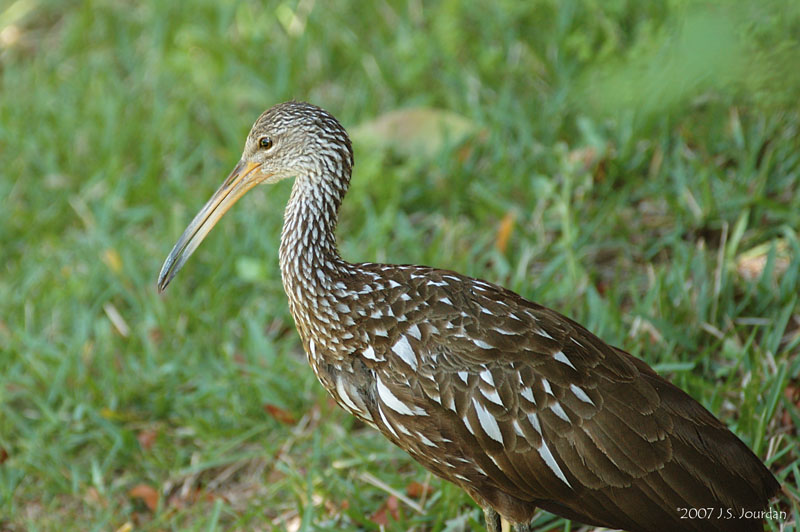 Limpkin0111b.jpg