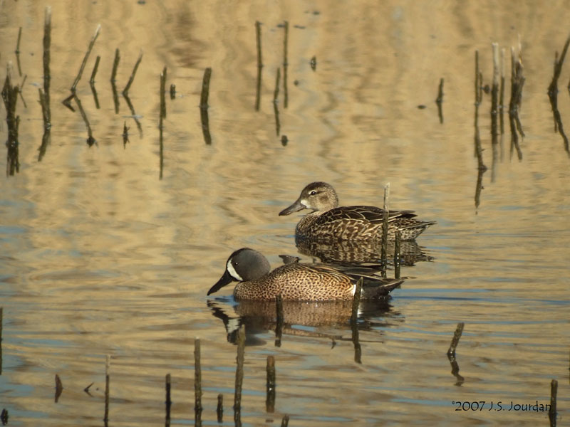 BWTeal3184b.jpg