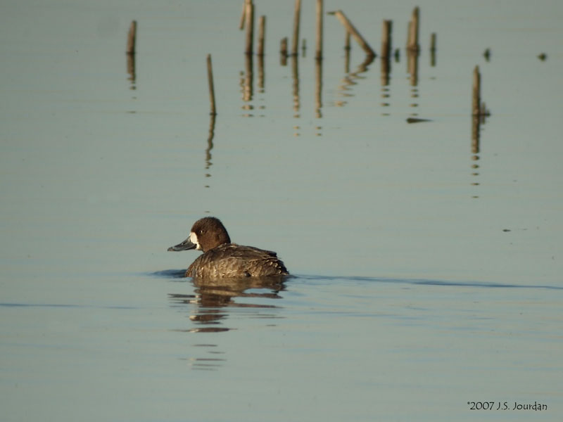 LesserScaup2983b.jpg