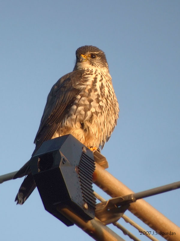 Merlin3545b.jpg