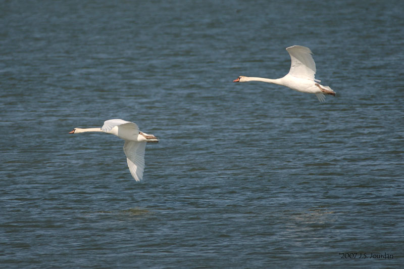 MuteSwan0665b.jpg