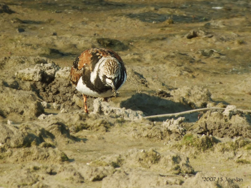 RuddyTurnstone3768b.jpg