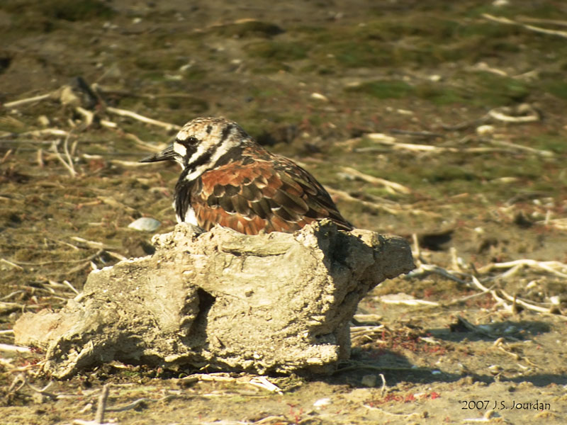 RuddyTurnstone3782b.jpg