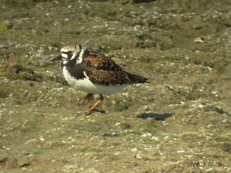RuddyTurnstone3798b.jpg
