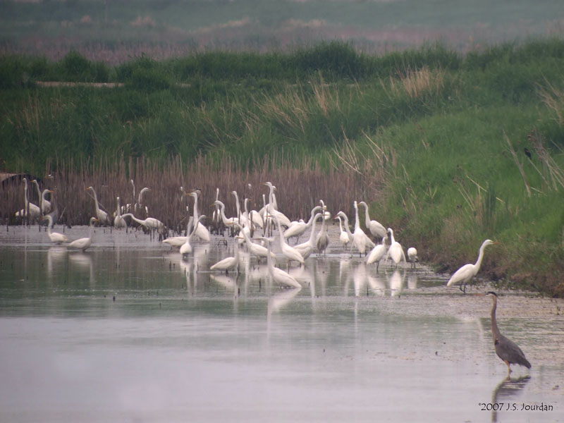 GreatEgrets3973b.jpg