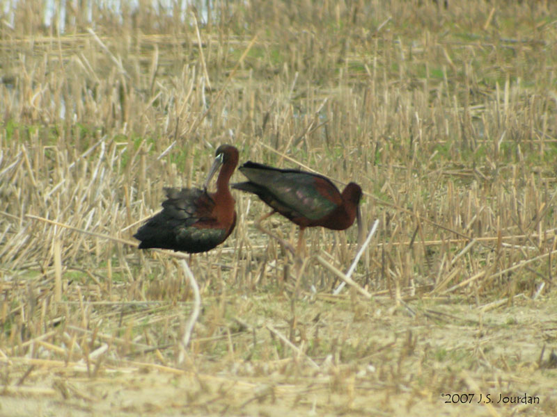GlossyIbis0075b.jpg