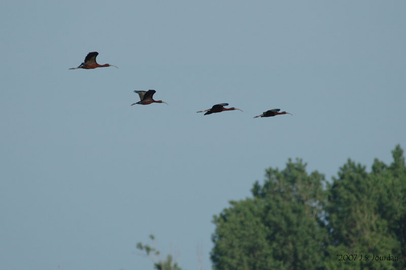 GlossyIbis1310b.jpg