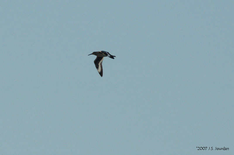 Willet1369b.jpg
