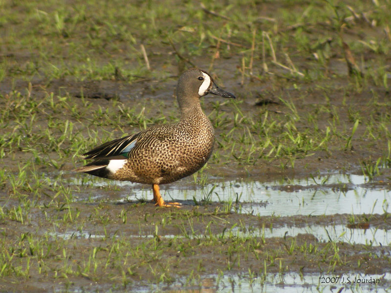BluewingedTeal0045b.jpg