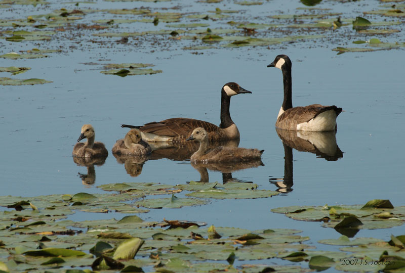 CanadaGoose1261b.jpg