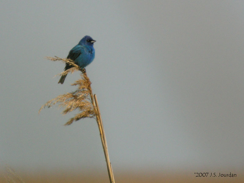 IndigoBunting0040b.jpg