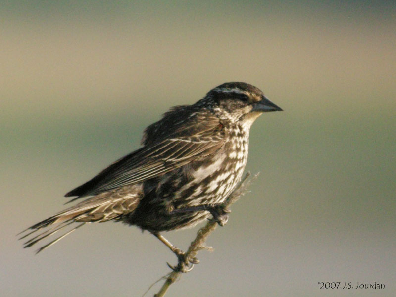RedwingBlackbird0132b.jpg