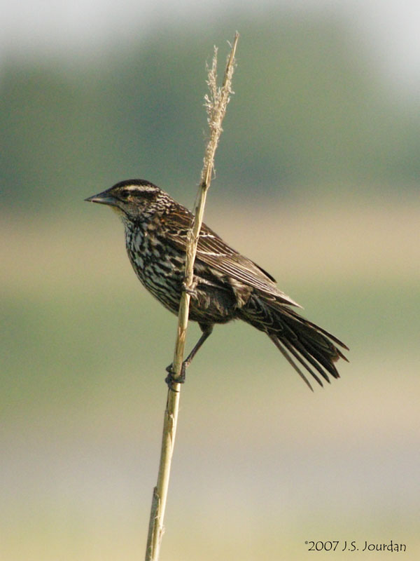 RedwingBlackbird0138b.jpg