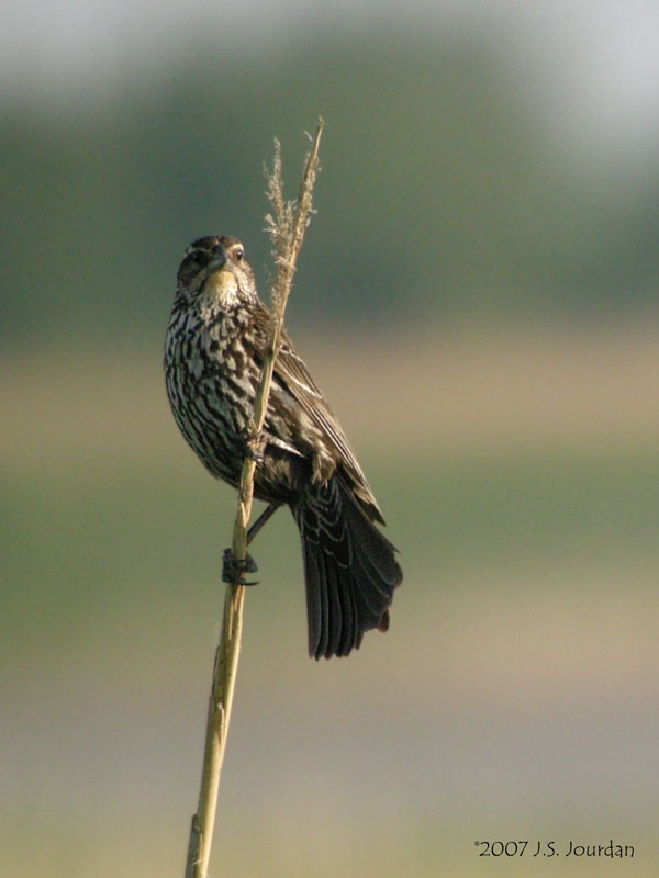 RedwingBlackbird0141b.jpg