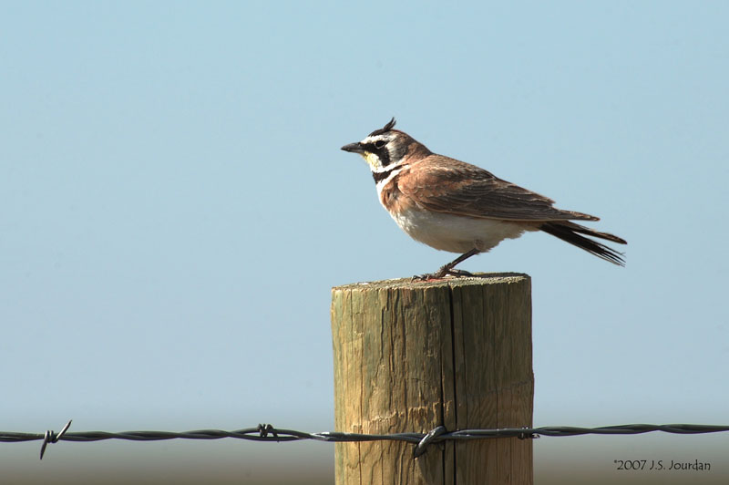 HornedLark1117b.jpg