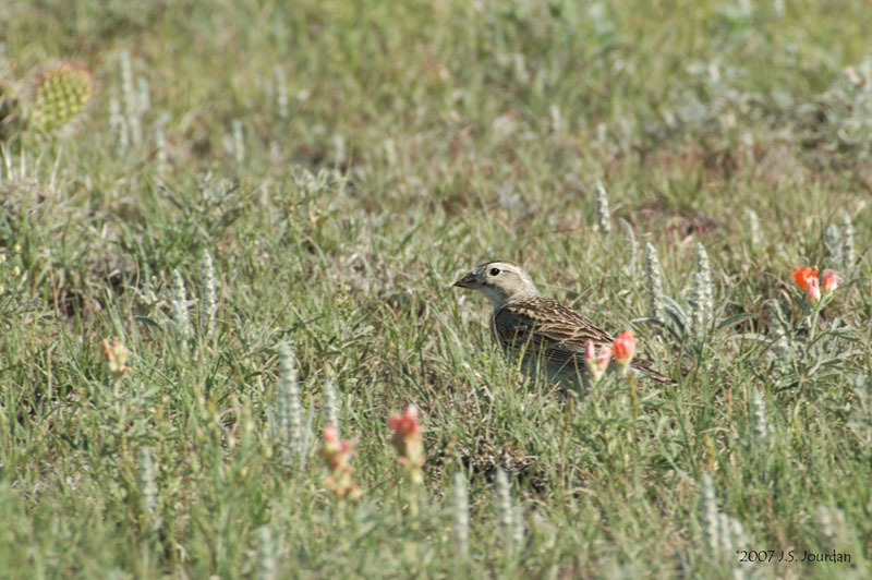 McCownsLongspur1085b.jpg