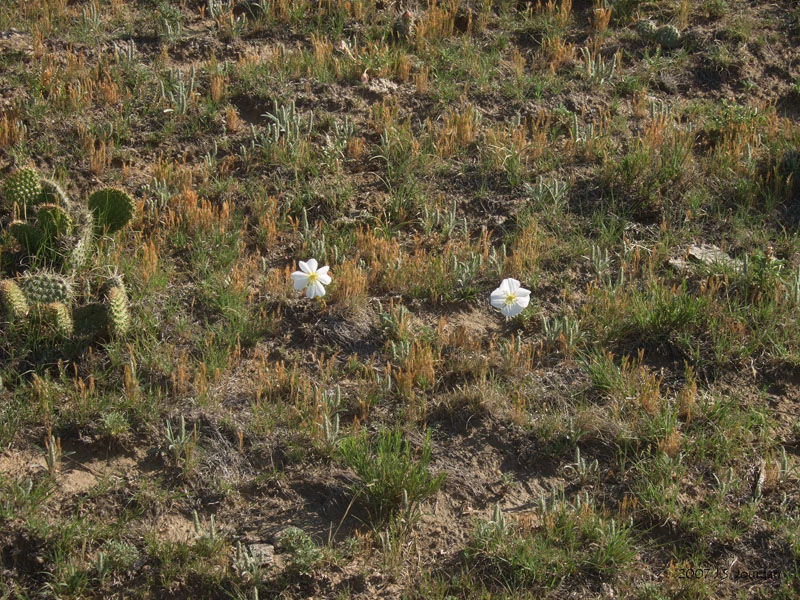 PawneeGrasslands4191b.jpg