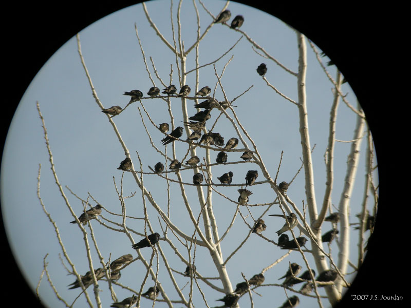 PurpleMartin0376b.jpg