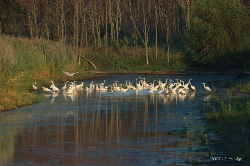 GreatEgrets2378b.jpg