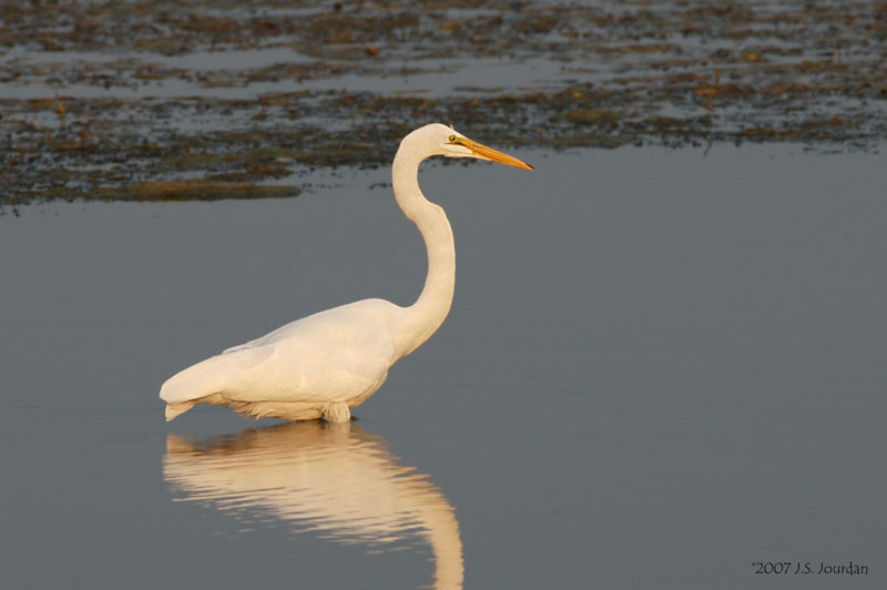 GreatEgret3202b.jpg