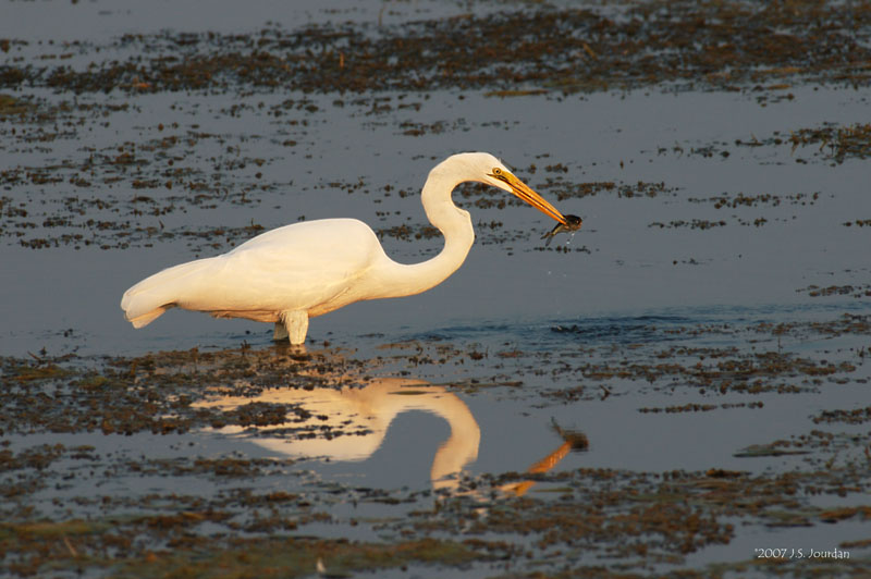 GreatEgret3211b.jpg