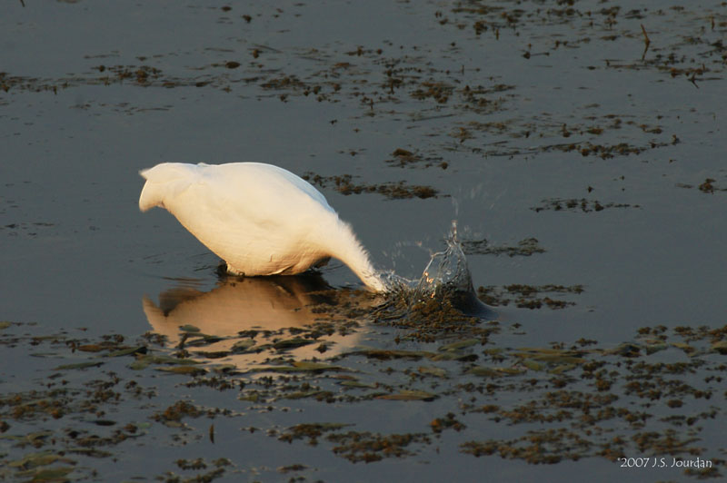GreatEgret3225b.jpg
