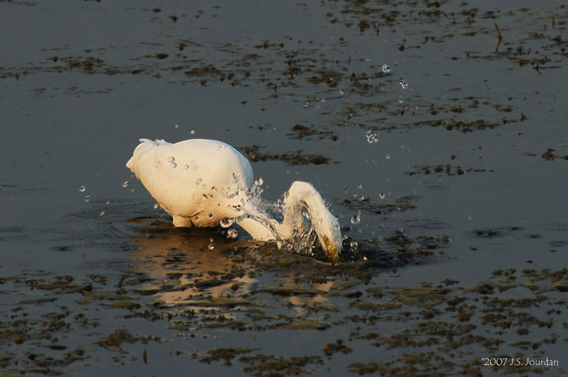 GreatEgret3226b.jpg