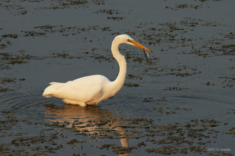 GreatEgret3229b.jpg