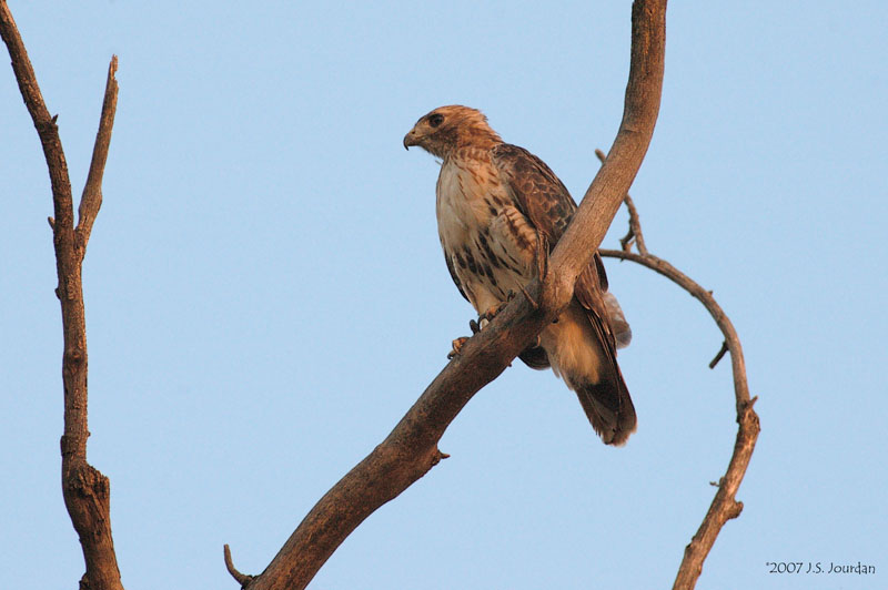 RedtailedHawk3241b.jpg