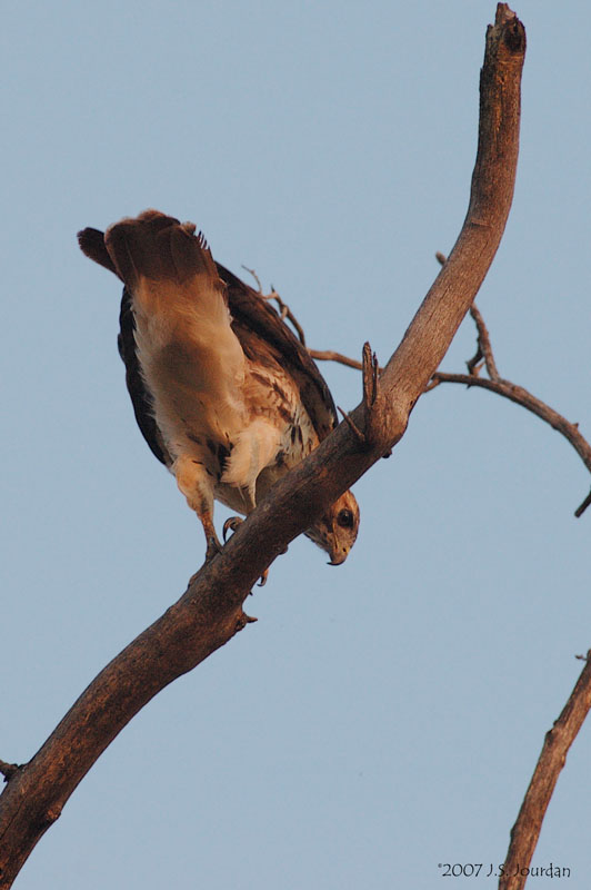RedtailedHawk3245b.jpg