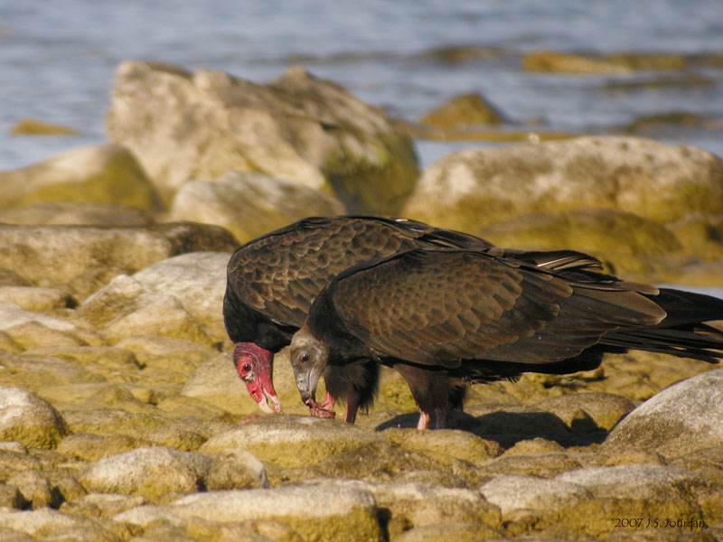TurkeyVulture1437b.jpg