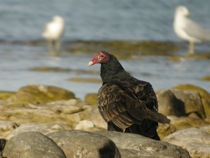 TurkeyVulture1447b.jpg