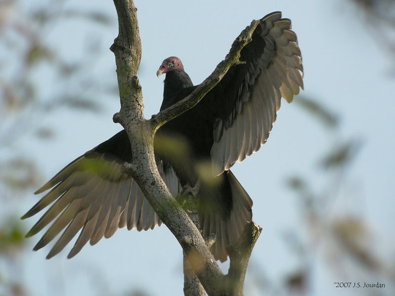 TurkeyVulture1611b.jpg