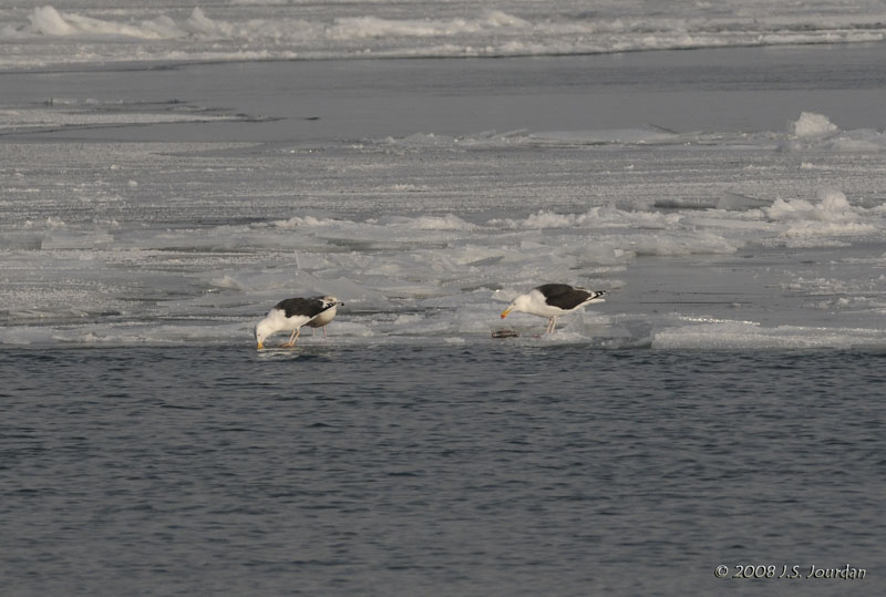 GBBGull5865b.jpg