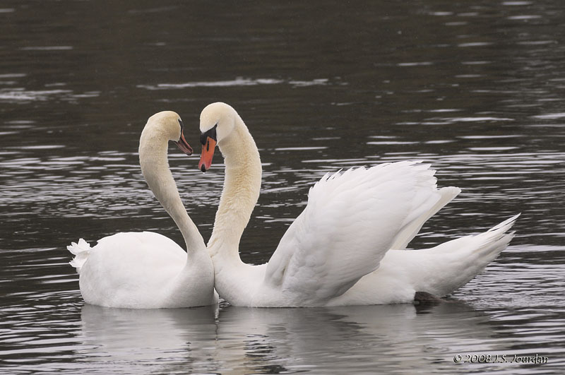 MuteSwan7745b.jpg
