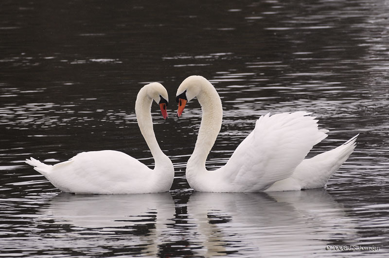 MuteSwan7757b.jpg