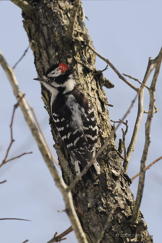 DownyWoodpecker8050b.jpg