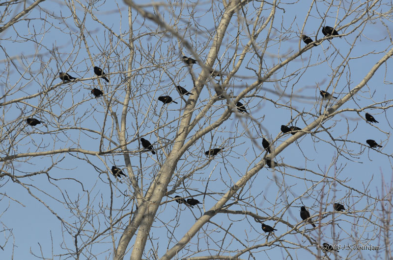 RWBlackbird8154b.jpg