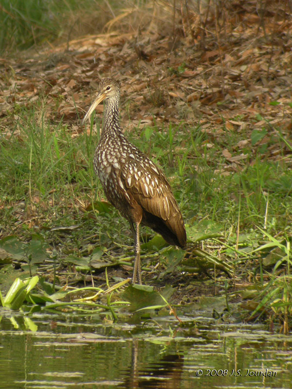 Limpkin4512b.jpg
