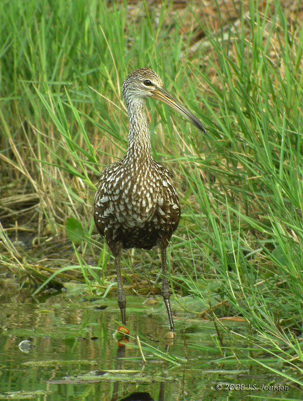 Limpkin4498b.jpg