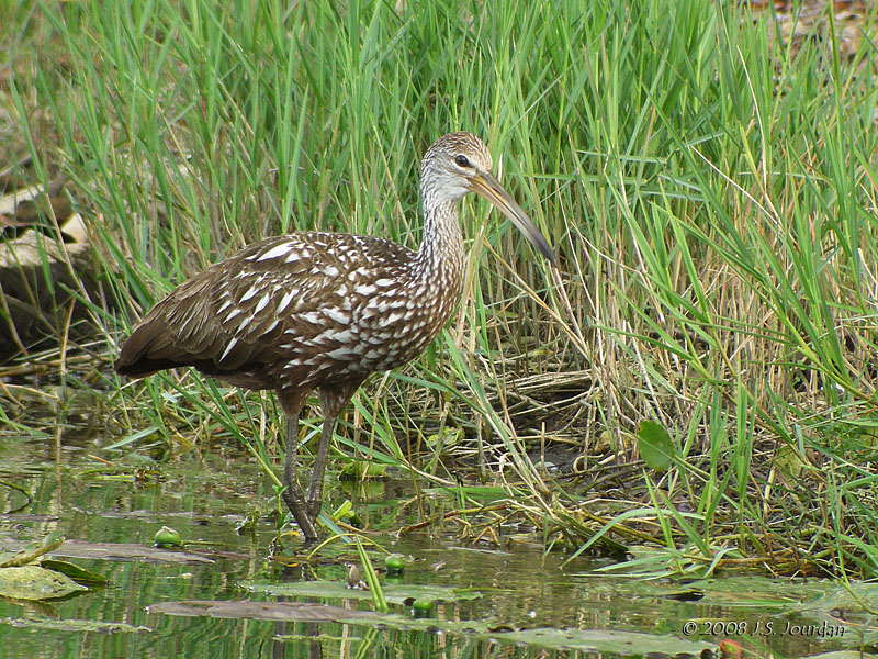 Limpkin4479b.jpg