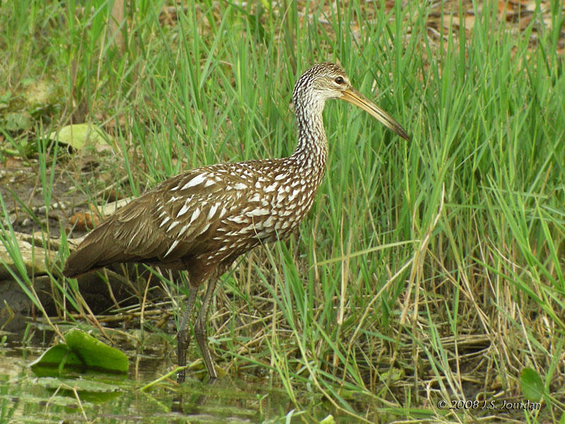 Limpkin4461b.jpg