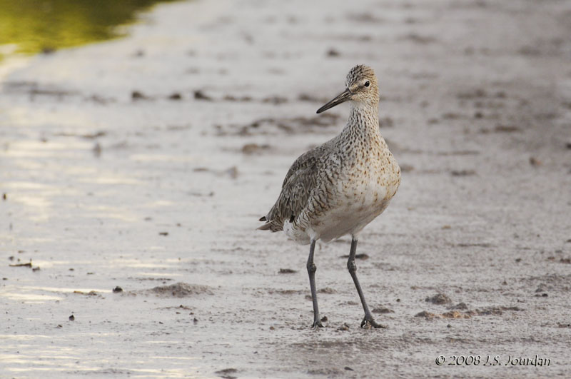 Willet1290b.jpg