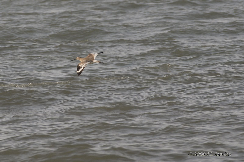 Willet1425b.jpg