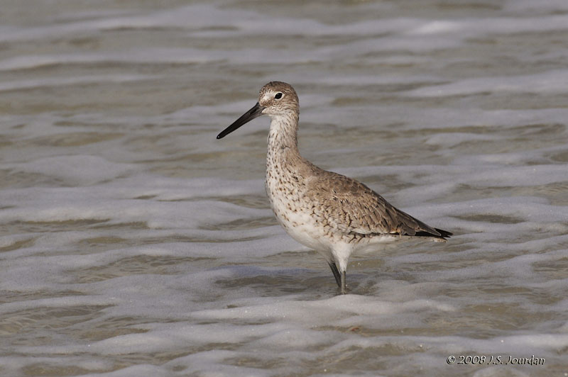 Willet1550b.jpg